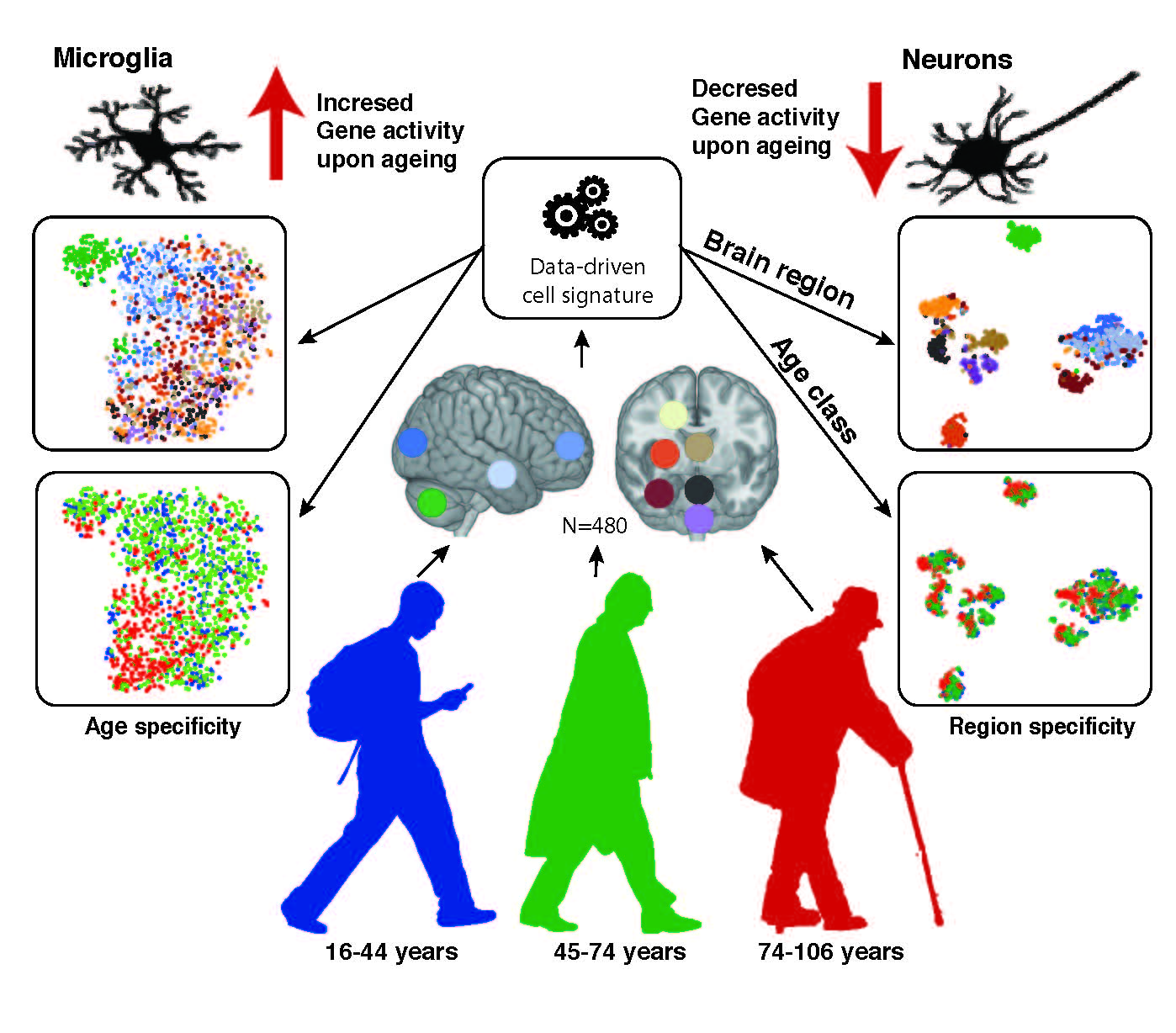 אלה שעולים ואלה שיורדים. השינויים עם הגיל בביטוי גנים באזורים שונים במוח | איור: ד"ר לילך שורק 