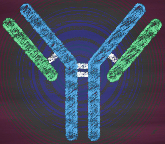 אימונותרפיה מבוססת על תרופות שמייעלות את התפקוד של מערכת החיסון. תרשים של מולקולת נוגדן | איור: Shutterstock