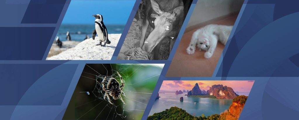 Wirestock Creators; Parilov; azrin_aziri; Shutterstock, Vermont Fish and Wildlife Department; GIPHY