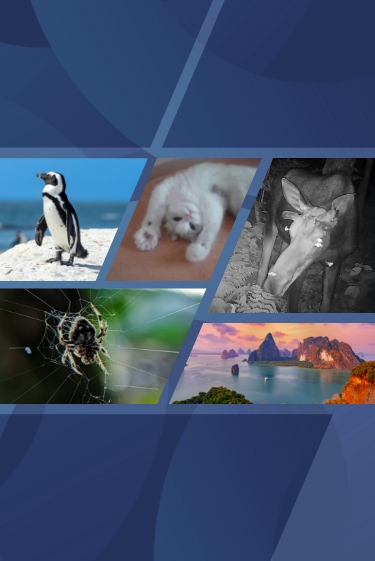 Wirestock Creators; Parilov; azrin_aziri; Shutterstock, Vermont Fish and Wildlife Department; GIPHY